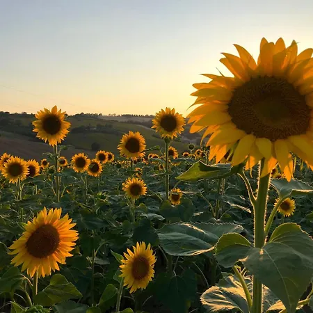 The Girasole In Historic With Pool In